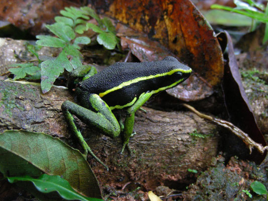Ameerega (Epidedobates)  trivittata - Three-striped poison frog