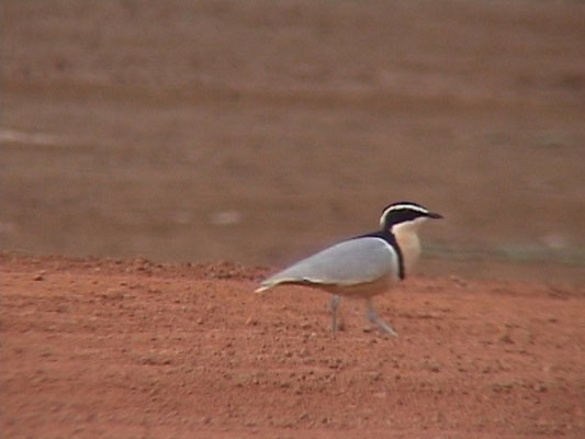 Pluvianus aegyptius - Egyptian Plover