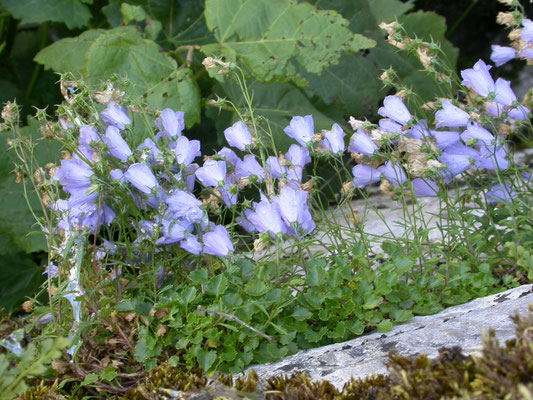 Campanula cochlearifolia - Elfenvingerhoedje