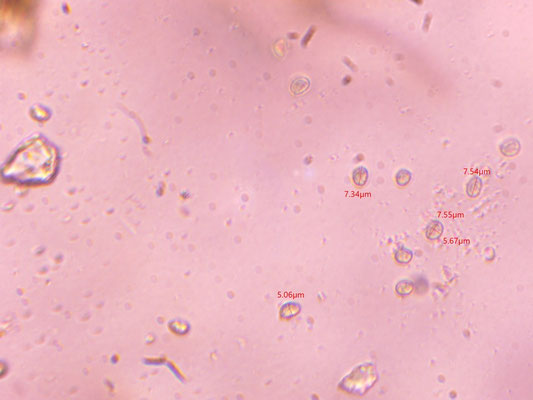 Coltricia cinnamomea - Zijdetolzwam