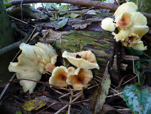 Flammulina fennae - Zomerfluweelpootje