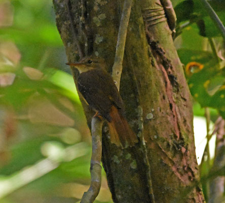 Royal Flycatcher