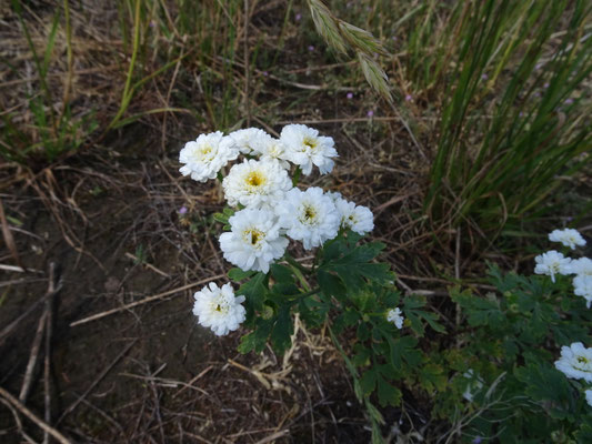 Tanacetum parthenium - Moederkruid