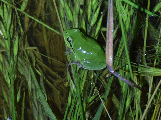 Italiaanse boomkikker (Hyla intermedia)