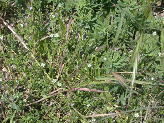 Moehringia trinervia - Drienerfmuur