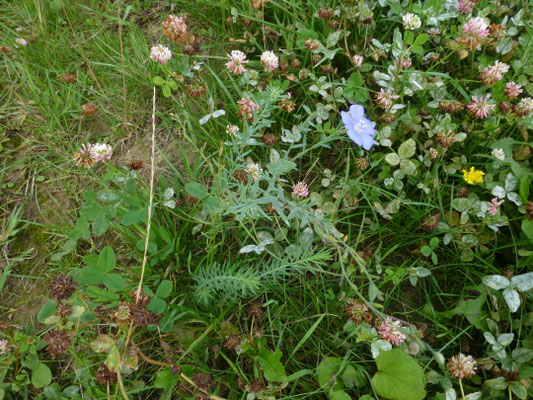Linum perenne - Overblijvende vlas