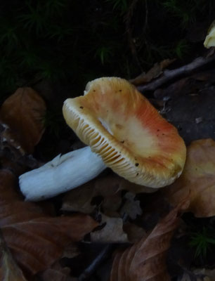 Abrikozenrussula