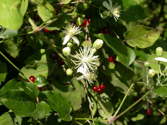 Cornus mas - Gele kornoelje