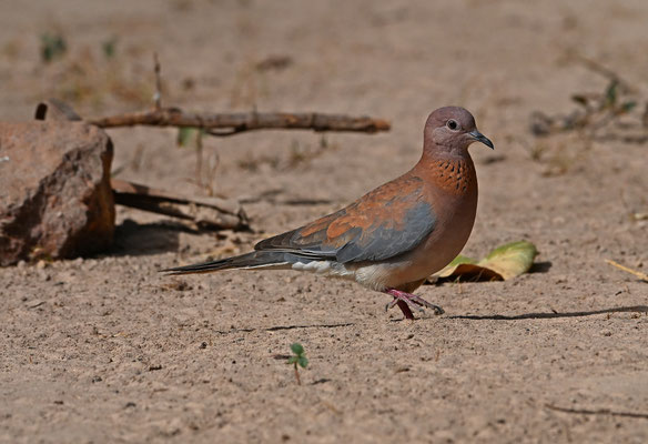 Streptopelia senegalensis - Laughing Dove