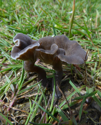 Omphalina velutipes - pelargoniumtrechtertje