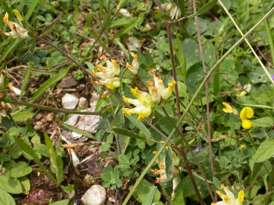 Anthyllis vulneraria - Wondklaver