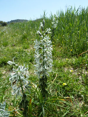 Ornithogalum nutans - Knikkende vogelmelk