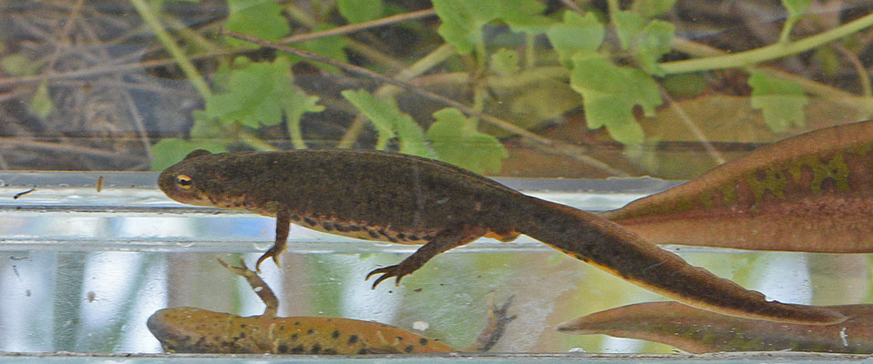 Iberische watersalamander