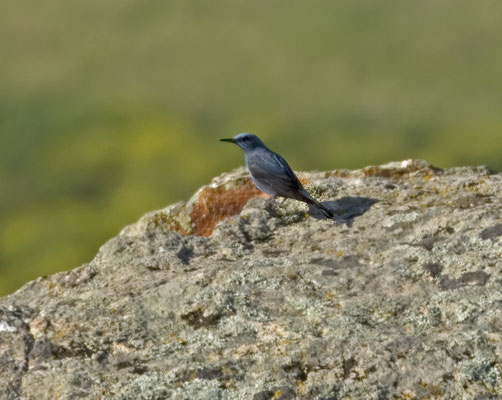 Blauwe rotslijster