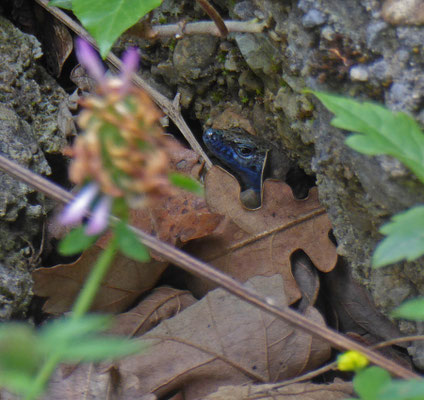 Dalmatische kielhagedis (Algyroides nigropunctatus)