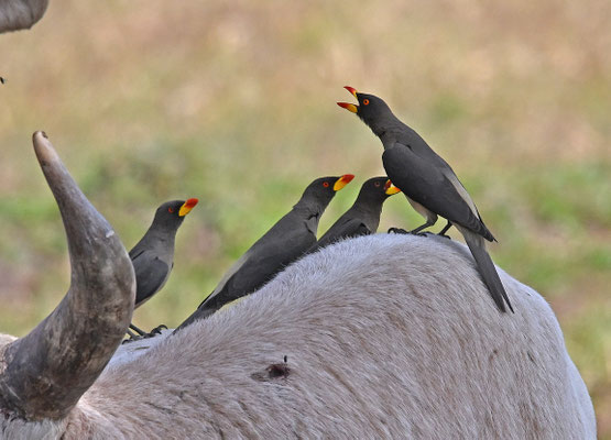 Buphagus africanus - Yellow-billed Oxpecker
