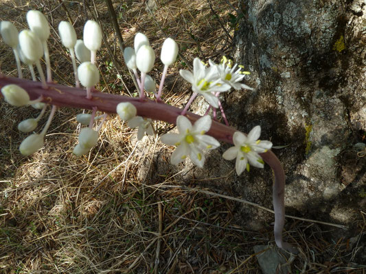 Urginia maritima - Zeeui
