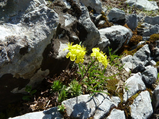 Saxifraga aretioides?