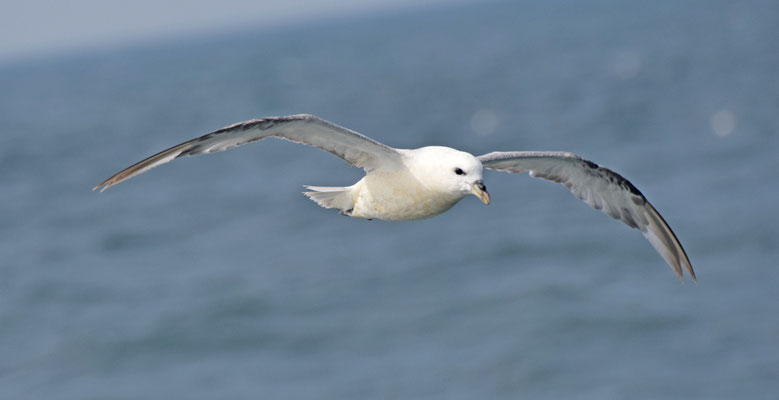 Noordse stormvogel