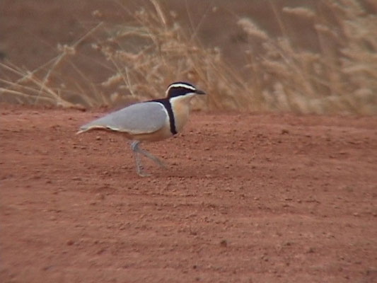 Pluvianus aegyptius - Egyptian Plover