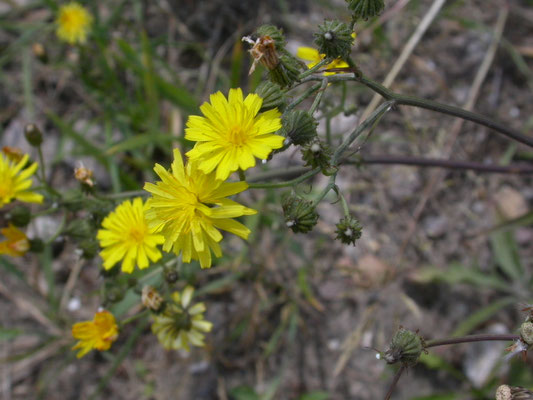 Crepis vesicaria taraxacifolia - Paardebloemstreepzaad