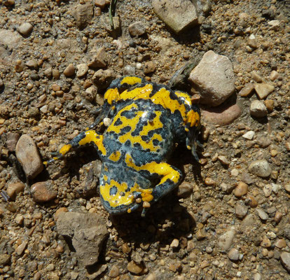 Bombina variegata - Geelbuikvuurpad