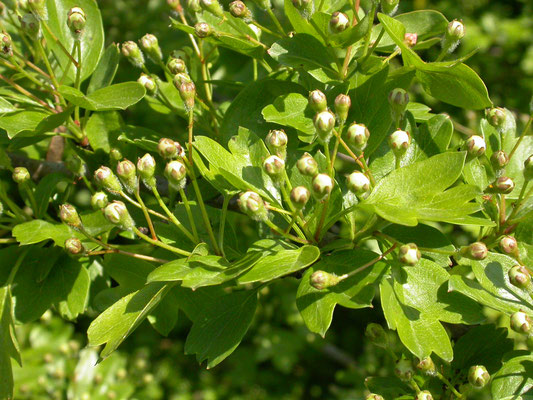 Crataegus monogyna - Eenstijlige meidoorn