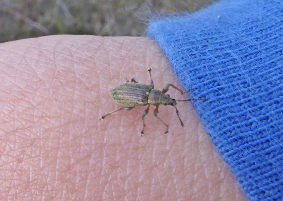Phyllobius pyri - Gestreepte bladsnuitkever