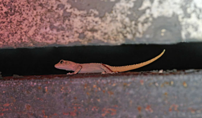 Mediodactylus danilewskii