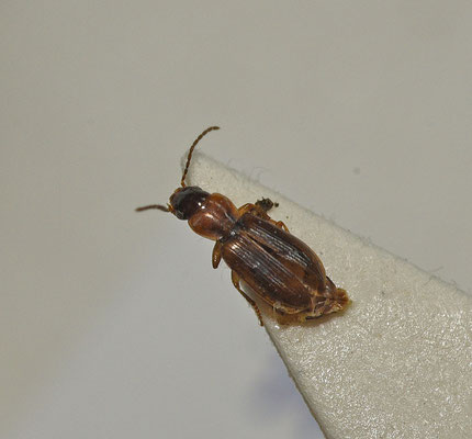 Acupalpus flavicollis - Geelhalsbontloper
