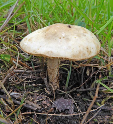 Chamaemyces fracidus - Druppelparasolzwam