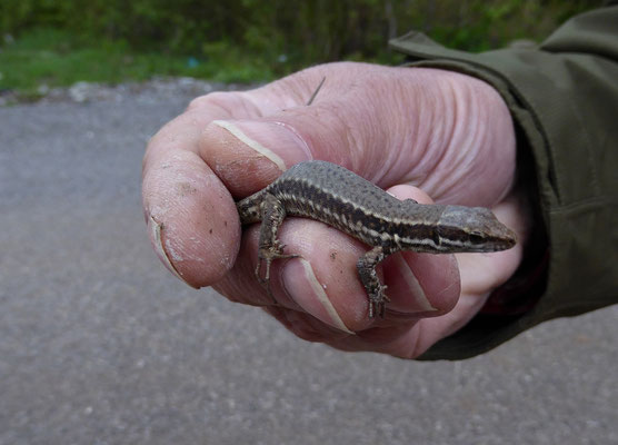 Muurhagedis (Podarcis muralis)