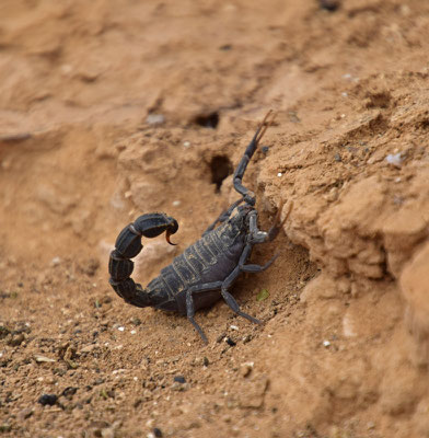 Androctonus bicolor