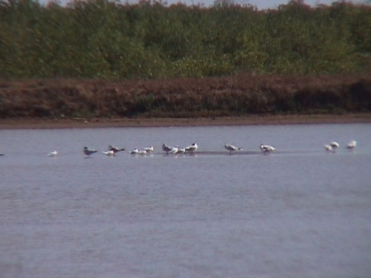 Caspian Tern and  Lesser Crested Tern