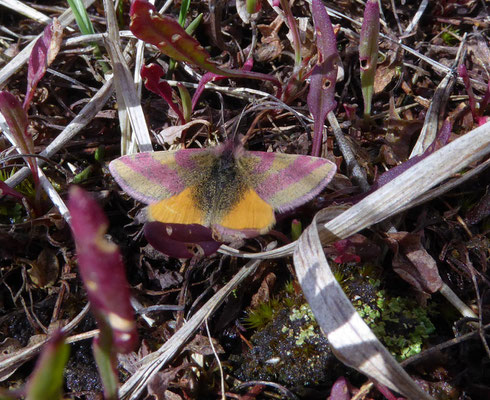 Zuringspanner (Lythria cruentaria)