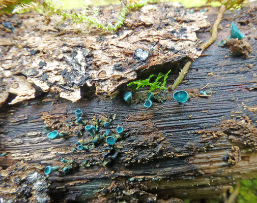 Chlorociboria aeruginascens  ss. lato - Kopergroenbekerzwam