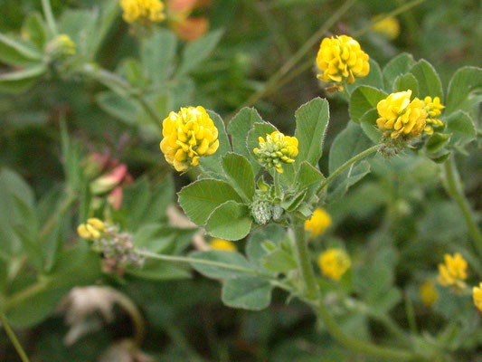 Medicago lupulina - Hopklaver