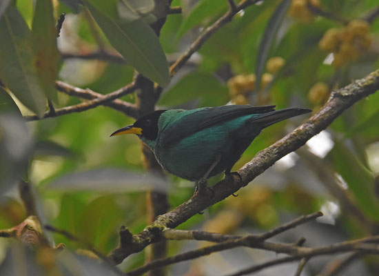 Green Honeycreeper