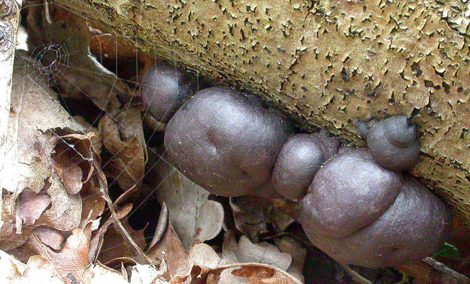 Daldinia concentrica - Kogelhoutskoolzwam