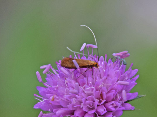 Nemophora metallica - Gouden langsprietmot
