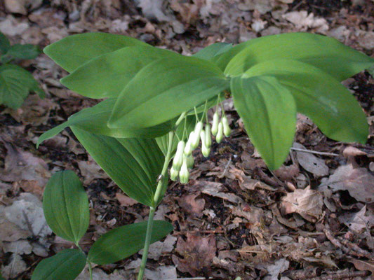 Polygonatum multiflorum - Gewone salomonszegel