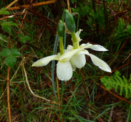 Narcissus papyraceus