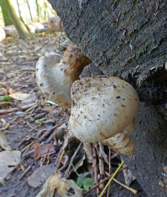 Hemipholiota populnea - Wollige bundelzwam