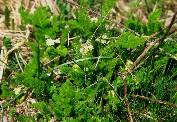 Meum athamanticum - Bergvenkel