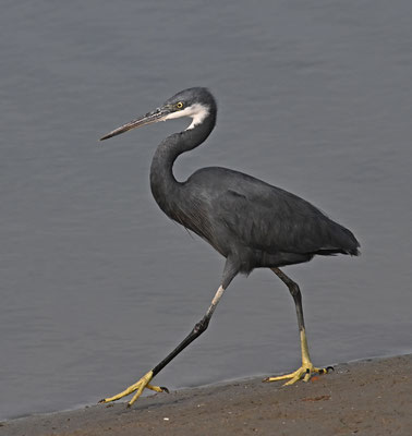 Egretta gularis - Western Reef-Egret