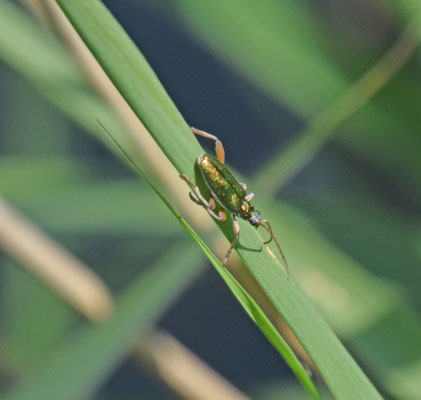 Donacia clavipes - Gewone rietkever