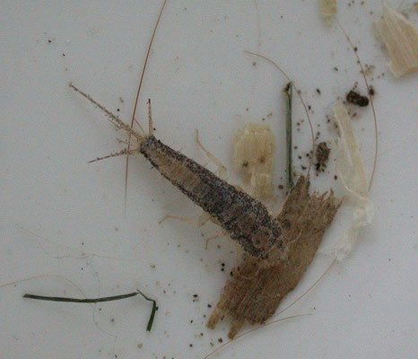 Ctenolepisma longicaudatum - Papiervisje