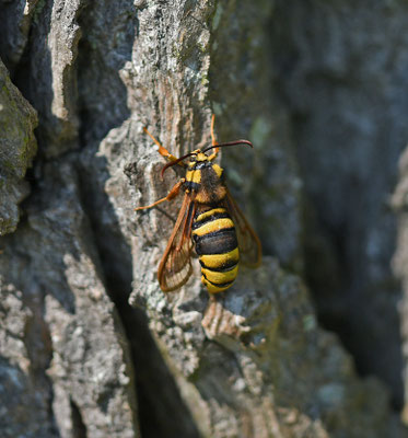 Hoornaarvlinder