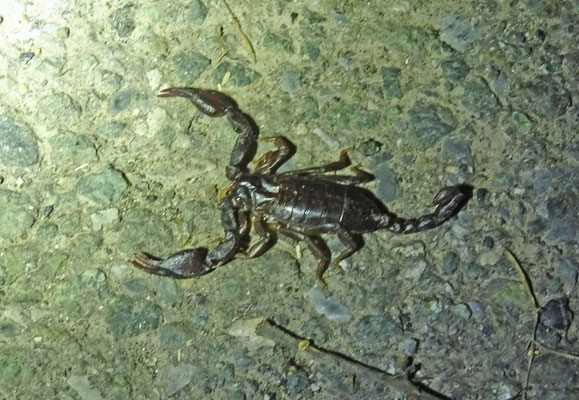 Euscorpius species