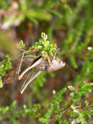 Pholidoptera griseoaptera - Bramensprinkhaan